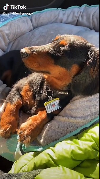 snoopy sits in the front seat, passengers in the back 😂❤️ #fyp #foryou #foryoupage #animalsoftiktok #puppy #dachshund