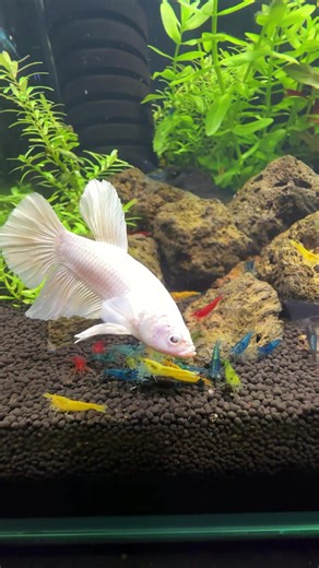 Betta Giant Plakat White Platinum avec ces amies les crevettes 🤩 #betta #bettafish #crevettes #neocaridina #aquarium