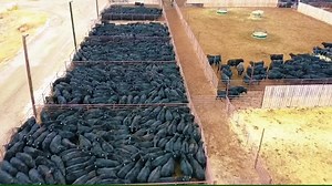 Sorting cows at the Ranch. This was an amazing shot and had to share how we sort them a few times a year. #reels #montana #angus #cattle #drone #ranch | 1HandnFarming