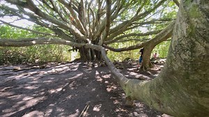 46K views · 972 reactions | Guessing Game: where is this banyan tree? | Maui Hawaii | Facebook