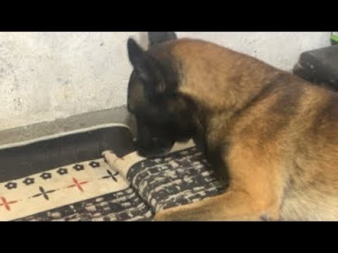 Huấn luyện chó tại nhà