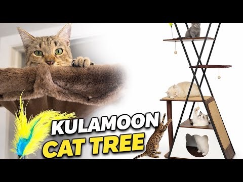 This cat tree became my cat’s favorite spot!