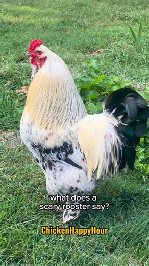 17K views · 1.8K reactions | What’s does a scary Rooster say?!  #dadjokes #jokes #rooster #halloween #halloween2025 #comedy #chickens #funnyanimals #chickenhappyhour | Chicken Happy Hour | Facebook