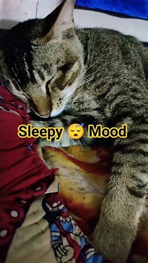 Bad Guy Ft. Deksy The Barking Cat!Subscribe !#billieeilish​ #badguy​ #barkingcat​ #cats​