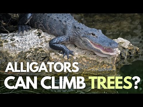 Can Alligators Climb Trees? | Alligator Facts