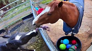 Friendship without limits! Strider the horse shares his toys every morning