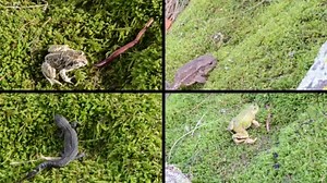 Amphibia toad, frogs and triton on moss. Video clips collage.