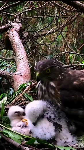 Northern goshawk Birds | Review Birds News