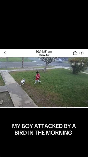 Bird Attack: Hilarious Morning Mishap Captured