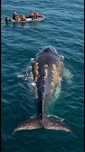 Humans help whales remove painful barnacles. #animals #marinelife #FishingStyle #shark #newyork #sharks #fishing #ocean #giantseamonsters #deepocean #sharktank #dolphins | fishing style