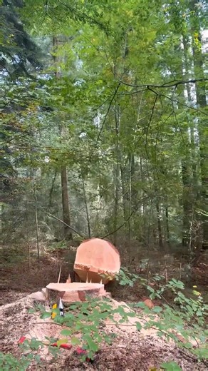 Droping a Tree | Alex Hels