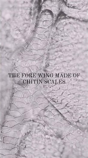 🪳 Cockroach Wings Under Microscope | Hidden Details of Insect Anatomy #facts #insectmacro