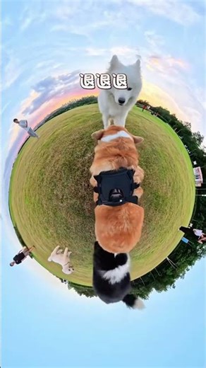 I gave my dog a GoPro… and he exposed everything