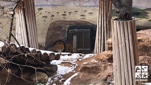 Dixie to Kenya- Look outside, it snowed! Kenya- (looks around) Stop lion! Welcome to New Mexico... Winter is at 6 a.m. Spring starts at 11 a.m. Summer is at 2 p.m. and Fall starts at 5ish 🤣 | ABQ BioPark