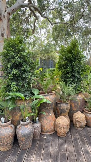 Lots of pots and urns available in our fossil rust range of pots #potshop #largepots #thenurseryatacres | The Nursery at Acres