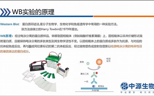 Western Blot实验原理及操作指南