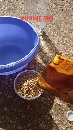 PRODURRE AUXINE DA SOLI.....🤠🤠🤠🙂🙂💪💪 L'ORMONE NATURALE DELLA CRESCITA ESTRATTO DALLA RADICAZIONE DELLE LENTICCHIE.....🤠🤠 SI PUÒ USARE COME RADICANTE PER LE TALEE... PER IRRORAZIONE FOGLIARE MISCELATO CON ACQUA 1 A 10... PER IRRIGAZIONE RADICALE MISCELATO CON ACQUA 1 A 5......❤️❤️❤️❤️ Segue video sulla pagina e sul canale YouTube Maurizio Torresi #youtubechannel #vecchiascuola #biologico #youtube #seguimi #youtubevideo #passione #agricoltura #polliceverde #piante #radici #legumi #lenticch