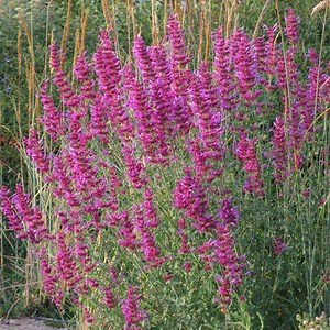 Ava's Hummingbird Mint, Agastache Ava Plant | High Country Gardens