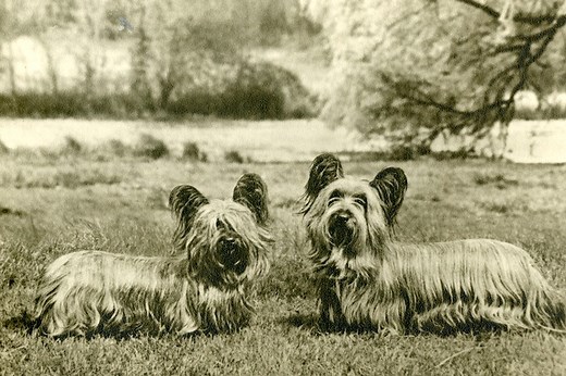 Skye Terrier History: From Rocky Scotland to British Royalty