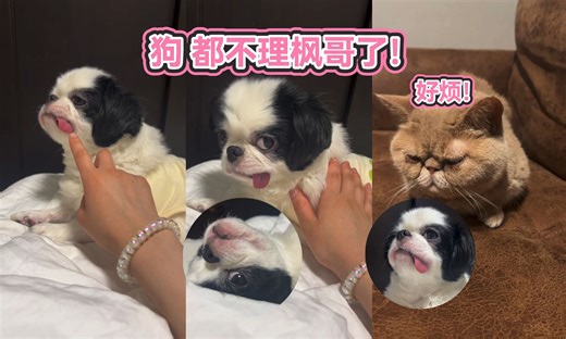 枫哥好惨呀 没有人跟她玩，连狗都不理她了🤣~！