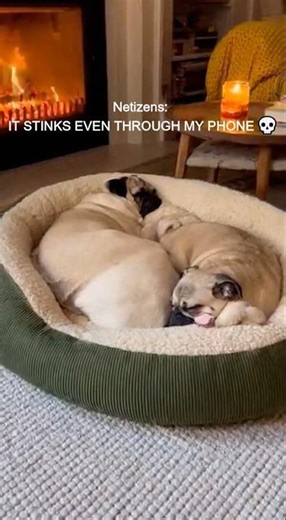 When Your Bestie Farts in Your Face While Sleeping… Pug Edition!