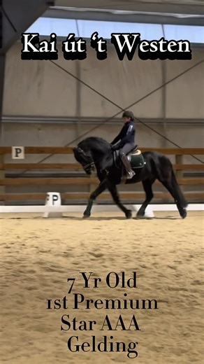 The TIME has finally come! Introducing the ULTIMATE FRIESIAN SPORT HORSE… Kai ut 't Westen 1e Star AAA 7-year-old Friesian Gelding Sire: Jesse 435 x Baukje ut 't Westen Kroon AA Pref Prest (Feike 395) Height: 164cm About Kai: Kai ut 't Westen 1e Star AAA delivered an outstanding performance at the 2025 WA Inspection alongside his sister, Nika, both achieving 82.5 points and the coveted AAA Predicate. Kai later earned a 1e Star Predicate after narrowly secured the Champion IBOP title of the day a