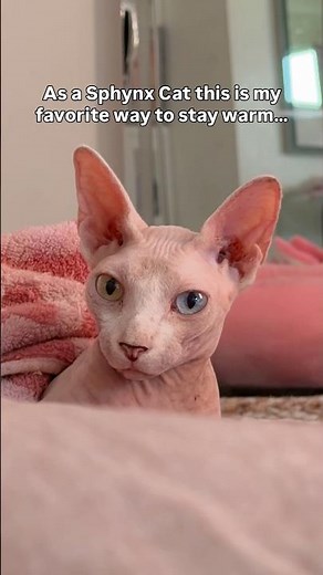 How to keep your Sphynx Cat warm! How to take care of hairless Cat #sphynxcat #hairlesscat