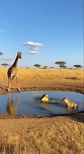 Giraffe vs Mischievous Hyena Showdown #giraffe #wildlife #animalshowdown
