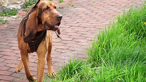 This household item could double a bloodhound's chance of finding missing persons alive