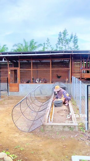Panduan Kandang Ayam Modern untuk Pemula