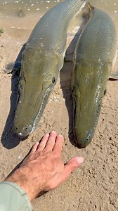 These Fish Are Harmless 🐟 | The Fish Whisperer