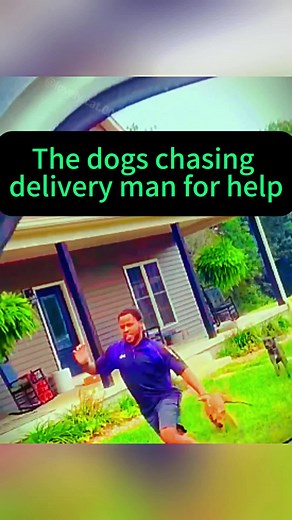 Lovely cat 0025 on TikTok