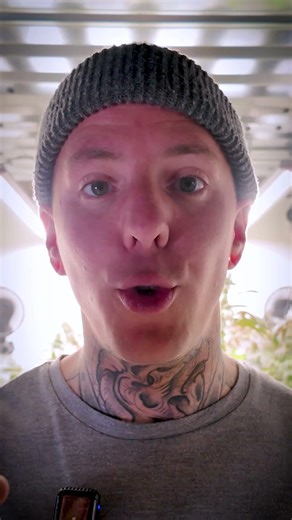 Why do plant tips turn white? 🌿