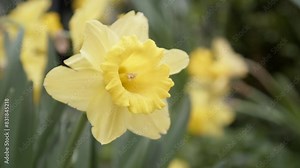 A tight shot of a large yellow daffodil swaying in the wind in slow-motion with a shallow depth of field view of other flowers behind it.