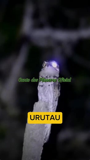 AVES COM CANTOS MAIS DIFERENTES E ESTRANHOS #curio #birds #reels #pássaros #bird #fyy #aves | Canto dos Pássaros Oficial.