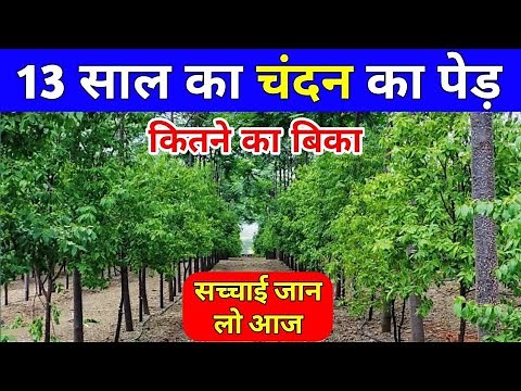 चंदन की लकड़ी की क़ीमत, Sandalwood farming, Chandan ki kheti, चंदन के पेड़ की कीमत, chandan ka ped