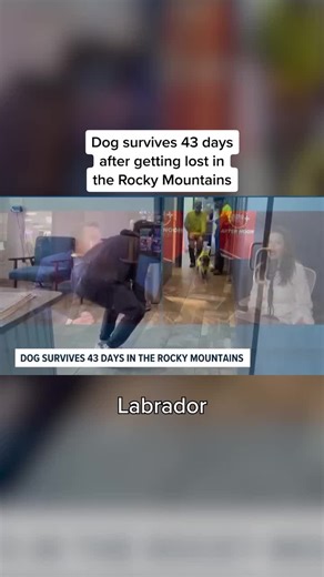 43 days lost… and Rocky made it. 🐶🥹 The lab/boxer mix escaped while his owner stopped to ski in Colorado—searchers didn’t give up. #GoodNews #DogRescue #NeverGiveUp
