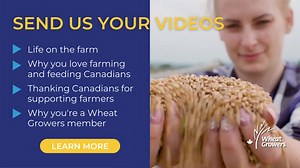 Passionate farmers, show us your daily farm life, love for farming, and how you nourish Canada! 👉LEARN MORE & SEND IN YOUR CLIPS: https://loom.ly/3m9_C9A #AgAwareness #FarmLife #KnowYourFarmer #FarmToTable #AgEducation #FarmersFeedUs | WheatGrowers.ca
