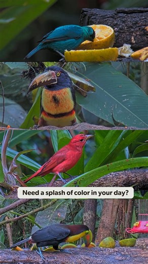 2.7K views · 142 reactions | Brighten up your day with these colorful birds from the Panama Fruit Feeder Cam!   Watch LIVE at AllAboutBirds.org/PanamaFeeders | Bird Cams | Facebook