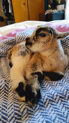 Expecting Baby Pygmy Goats: Marley’s Ultrasound Reveal