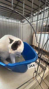 Boarding kitties in the HOUSE! We have boarding cats most weekends and oftentimes throughout the week! We love accommodating different personalities, breeds and dietary needs with these guys❤️ #catgroominggj #downtowncatgj #catcareprofessionals #felinefirst | The Downtown Cat Company | Facebook