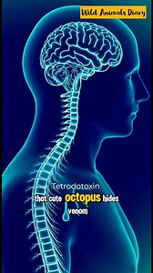 🐙 Blue-Ringed Octopus vs 🐚 Cowrie Snail — Ocean Illusions #reelsviralシfb #fypシ #wildanimalsdiary #fyp #reels #wildanimals #wildlife #fblifestyle #wildstories | Wild Animals Diary