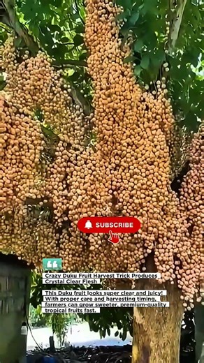 Crazy Duku Fruit Harvest Trick Produces Crystal Clear Flesh #Duku #TropicalFruit #Farming