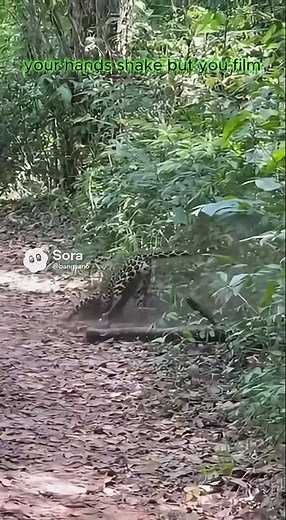 Giant Python vs Leopard — Caught on Camera #WildlifeCaughtOnCamera #CloseCall #ViralFootage