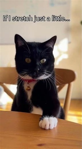 Quand les Chats Se Réunissent : Rires Assurés !