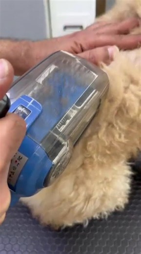 Professional Groomer testing our ADB Petite