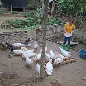 Dig a small pond to create a place to care for fish eggs | Farm Building