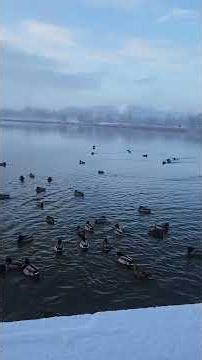 A Foggy Snowy Day in Finland | Real Winter Life