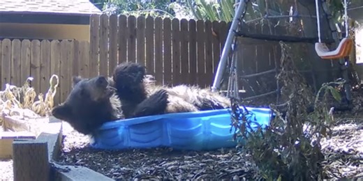 California bear frolics in kiddie pool for cool escape from triple-digit Los Angeles heat