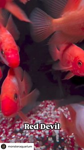 1.7K views · 11 reactions | @monsteraquarium The Red Devil...